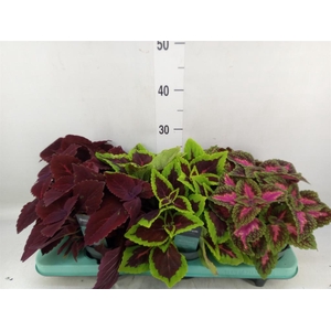 Plectranthus col.   ...mix