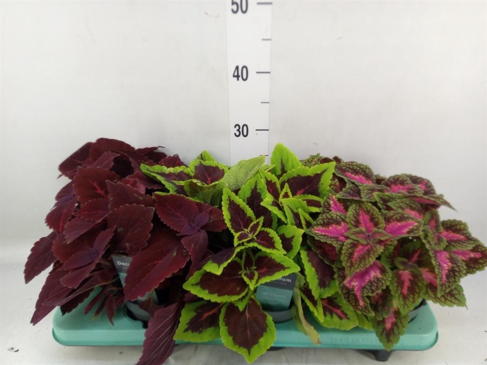 <h4>Plectranthus col.   ...mix</h4>