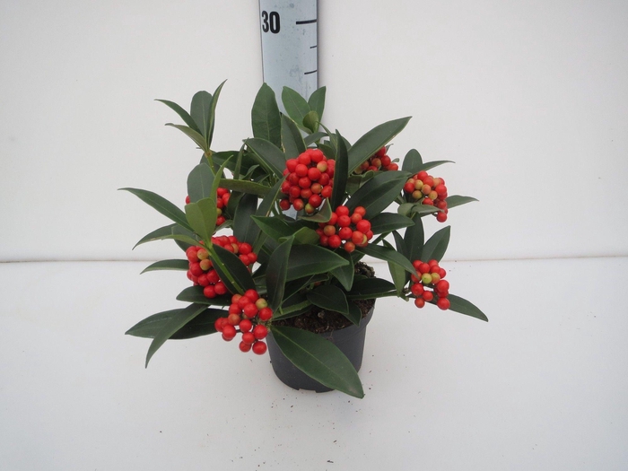 <h4>O'Berries Bold</h4>