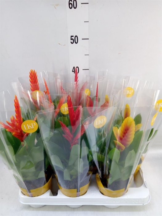 <h4>Vriesea   ...mix</h4>