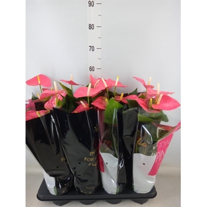 Anthurium andr. 'Colorado'