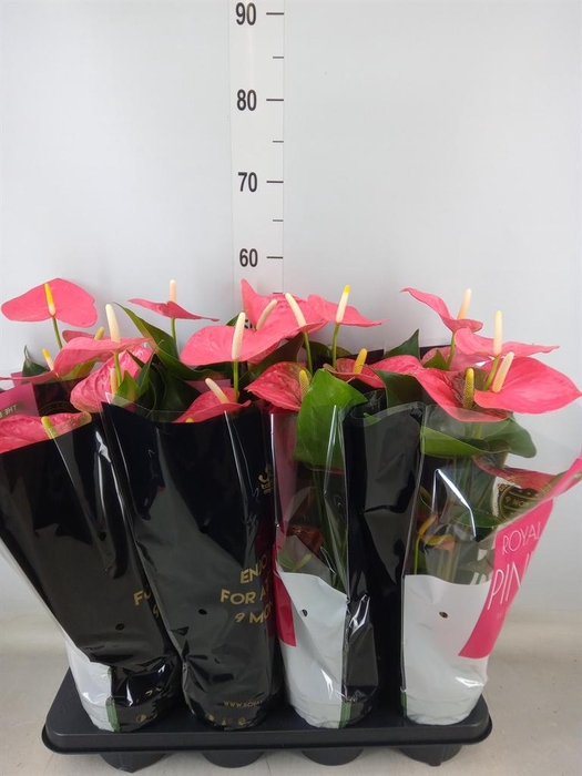 <h4>Anthurium andr. 'Colorado'</h4>