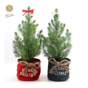 Pinus pinea 'Silver Crest' P17 in Bag X-mas Duo + Bow