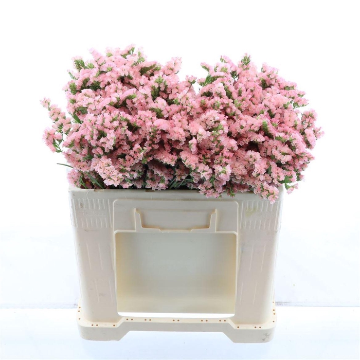 <h4>LIMONIUM SINUATUM 'EMMA PEACH'</h4>