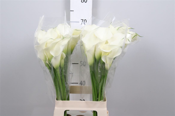 <h4>Zant Capt Ventura</h4>