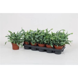 Phlebodium aureum 'Blue Star'