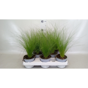 Stipa tenuissima 'ColGra Pony Tail'