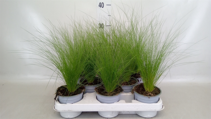 <h4>Stipa tenuissima 'ColGra Pony Tail'</h4>