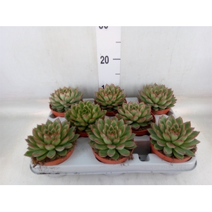Echeveria   ...