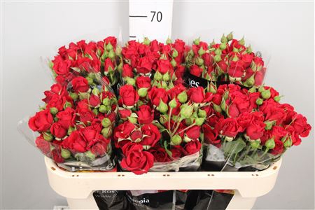 <h4>R Tr Mirabel X5</h4>