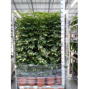 Schefflera arbor. 'Gold Capella'