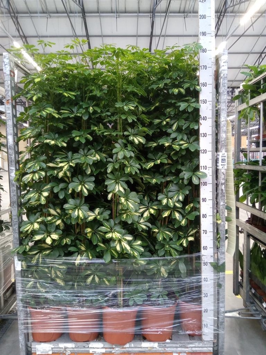 <h4>Schefflera arbor. 'Gold Capella'</h4>