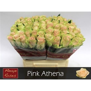 R Gr Pink Athena