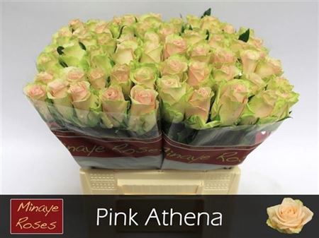 R Gr Pink Athena