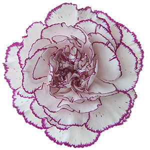 <h4>DIAN.ST. Damascus</h4>