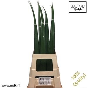 Pandanus Green