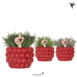 Kolibri Greens Rhipsalis mix in Berry pot