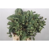 Euca Robusta Bells Per Bunch