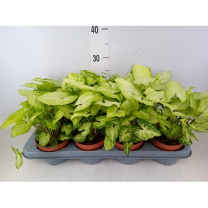 Syngonium  'White Butterfly'