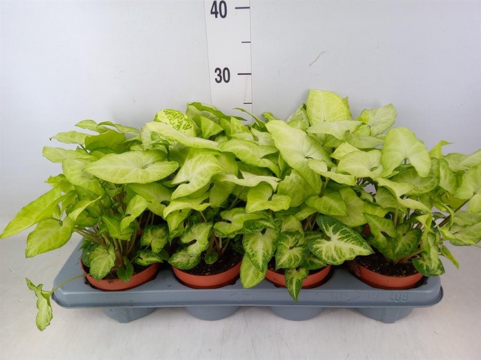 <h4>Syngonium  'White Butterfly'</h4>