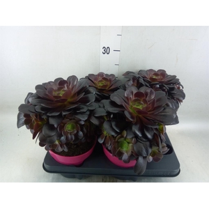 Aeonium arboreum 'Velours'