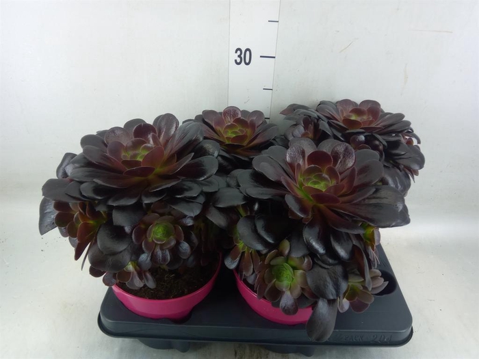 <h4>Aeonium arboreum 'Velours'</h4>