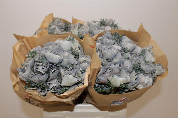 <h4>Anem Marianne Powder Grey</h4>