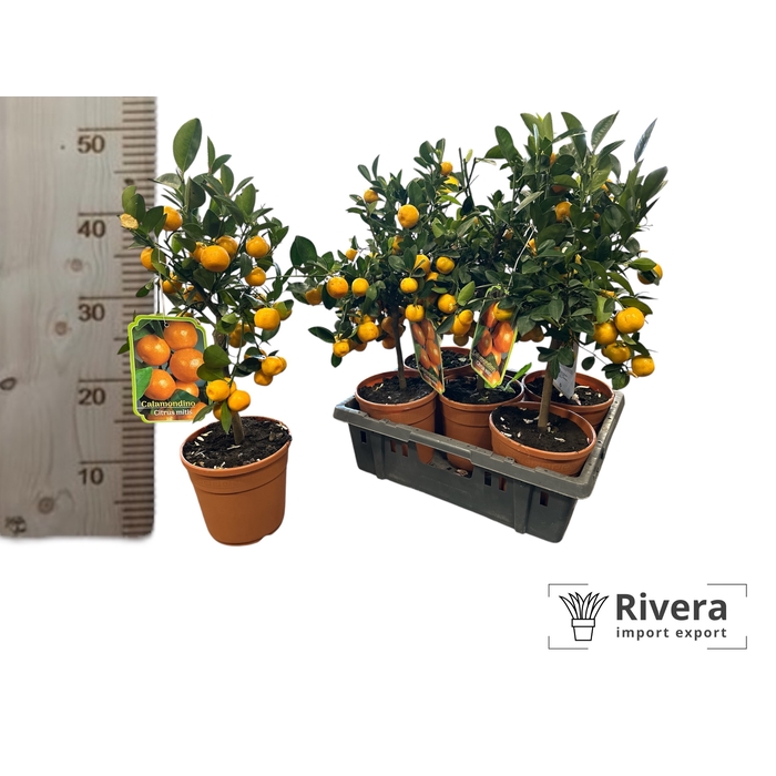 <h4>Calamondino</h4>