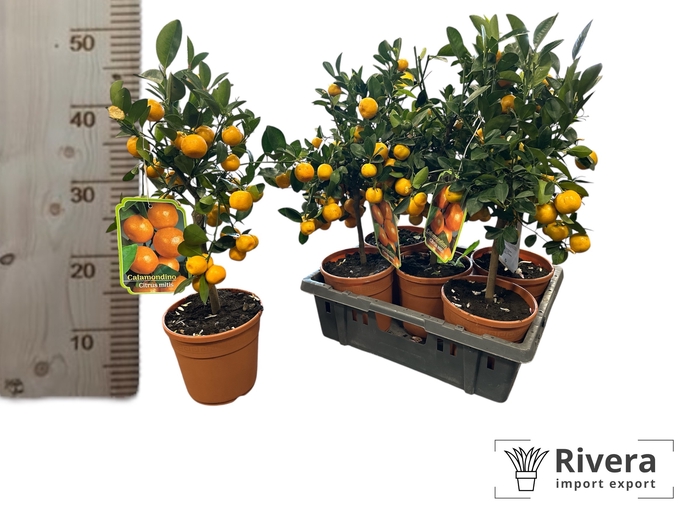 Calamondino