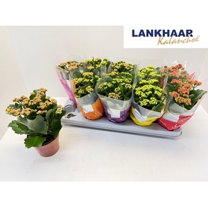 KAL GE PERF GEM 5 KL