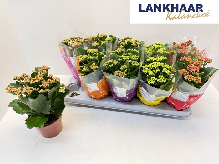 <h4>KAL GE PERF GEM 5 KL</h4>