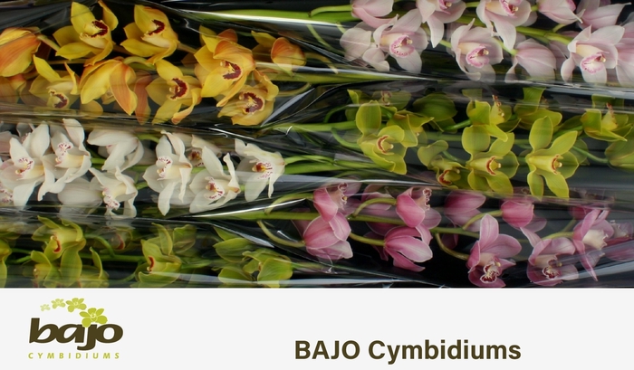 <h4>CYMB T GEM</h4>