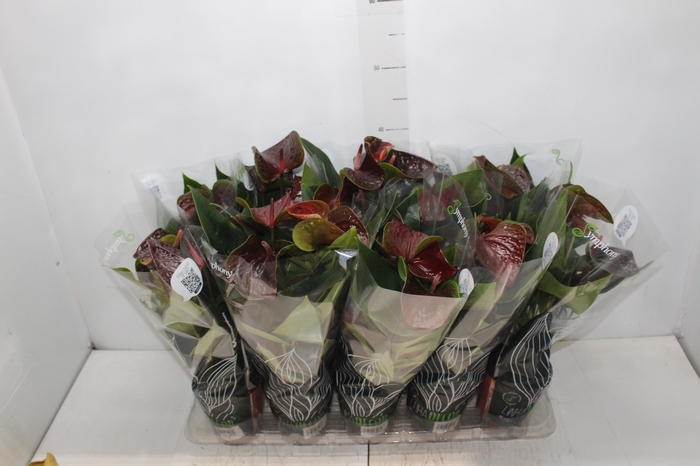 <h4>ANTHURIUM BLACK LOVE P12</h4>