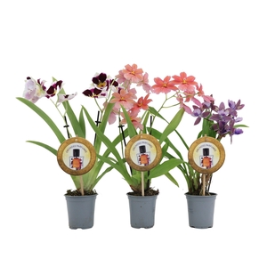 Inca Orchid mix Parfumee 2 spike 9 cm