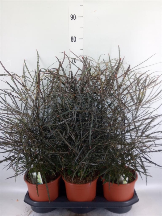 <h4>Dizygotheca eleg.</h4>