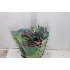 BEGONIA REX P17 PO