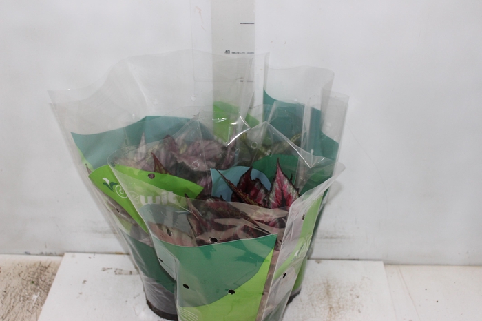 <h4>BEGONIA REX P17 PO</h4>