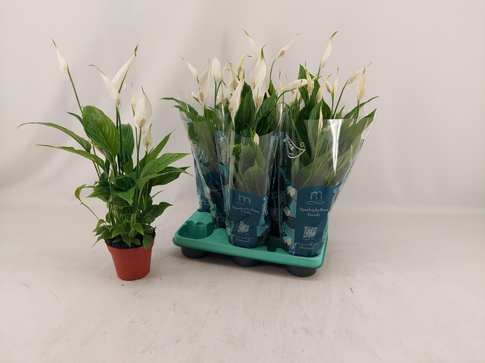 <h4>SPATH TORELLI</h4>