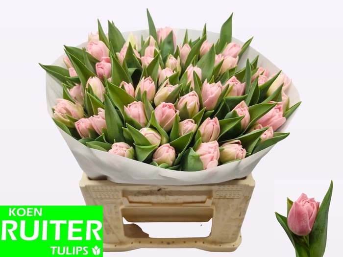 <h4>TU DU DREAMER</h4>