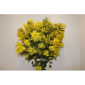 Mimosa Long 110cm P Stem