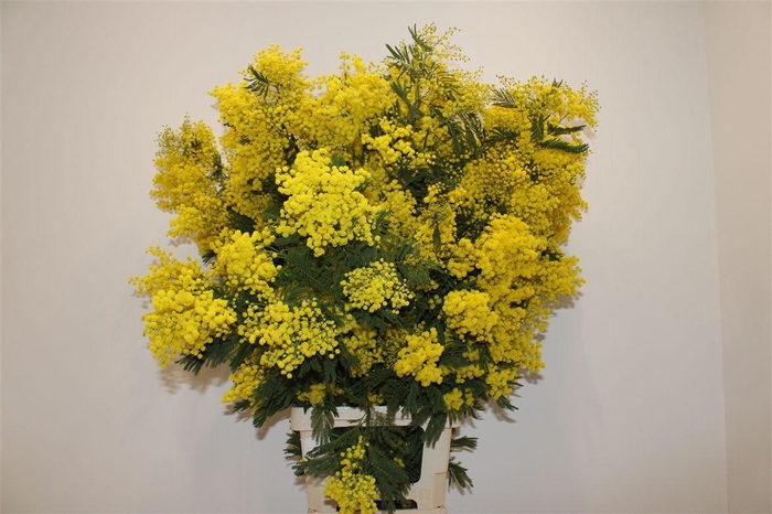 <h4>Mimosa Long 110cm P Stem</h4>