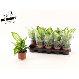 Dieffenbachia  'Compacta'