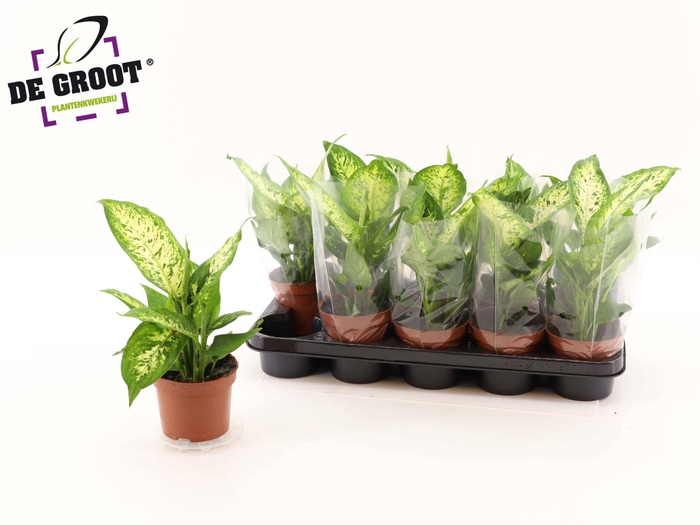 <h4>Dieffenbachia  'Compacta'</h4>