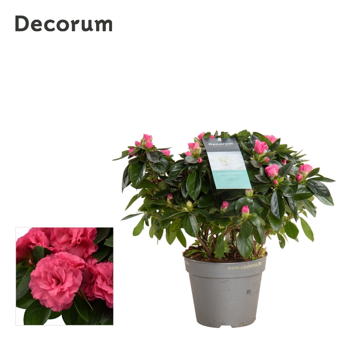 <h4>Azalea 12 cm Aiko Rose - Decorum</h4>