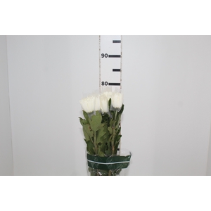 ANASTASIA WHITE 080 CM BRANCO
