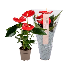 Anthurium Minnesota''Just perfection®''(XL-Flowers)