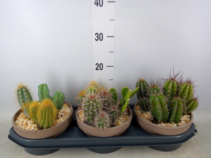 <h4>Cactus   ...</h4>