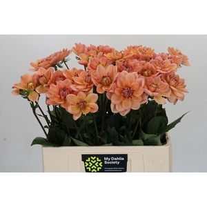 Dahlia Yelno Harmony