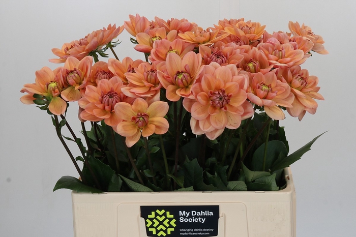 <h4>Dahlia Yelno Harmony</h4>