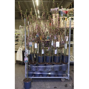 Prunus Triloba Vertakt Op Stam